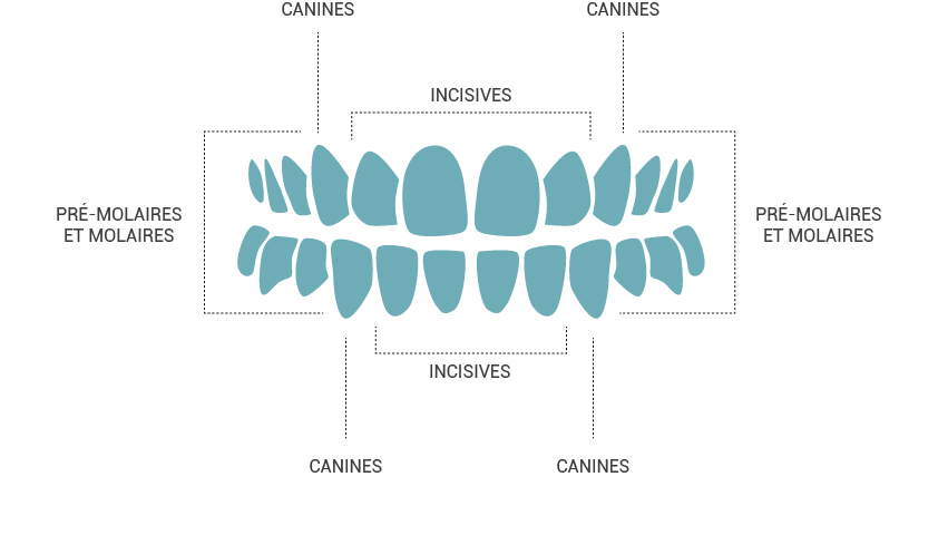 dentition